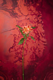 Lirio Incandescente – Elegancia Carmesí