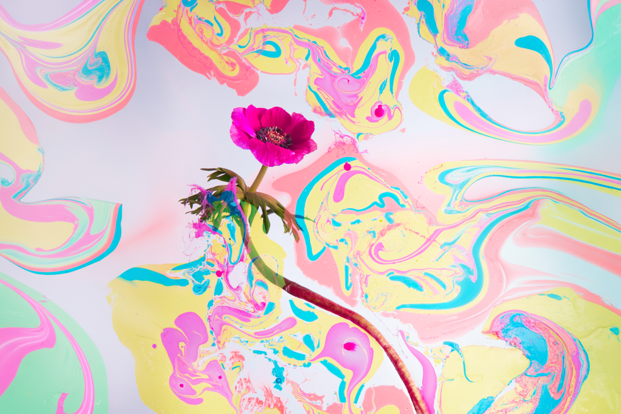 Anémona Radiante – Explosión de Color