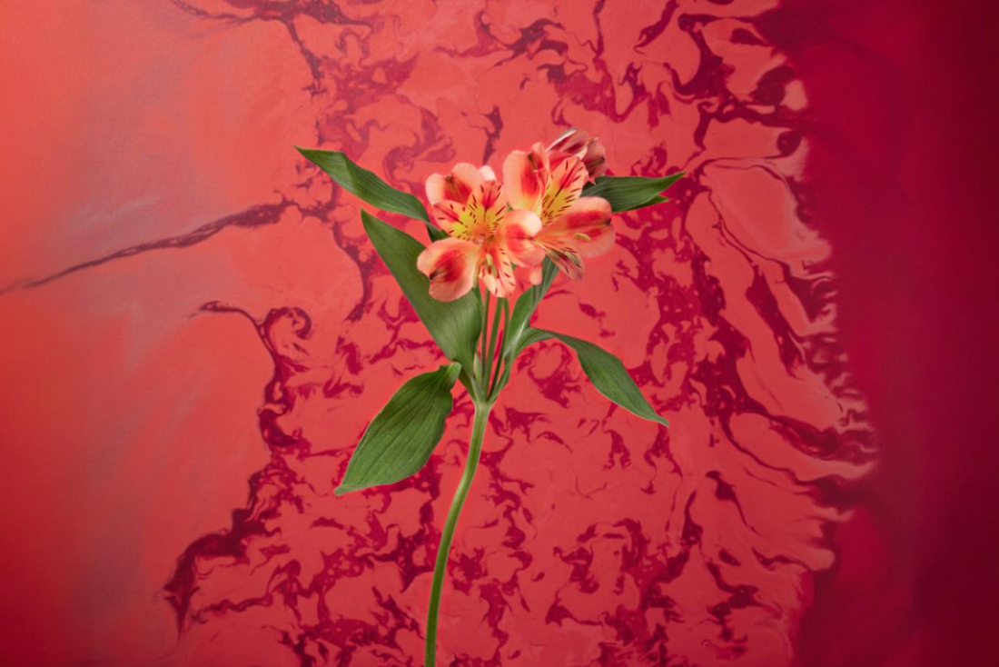 Lirio Incandescente – Elegancia Carmesí