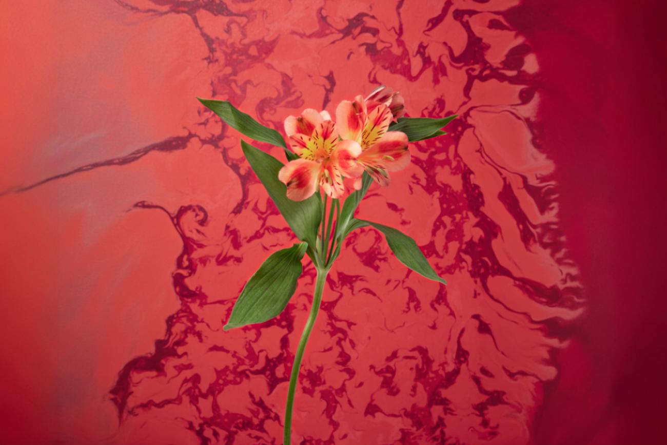 Lirio Incandescente – Elegancia Carmesí