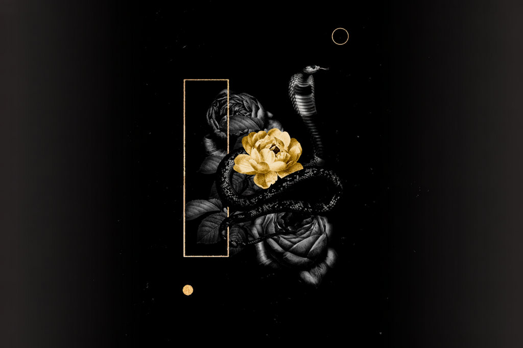 Veneno Dorado – Belleza Que Seduce