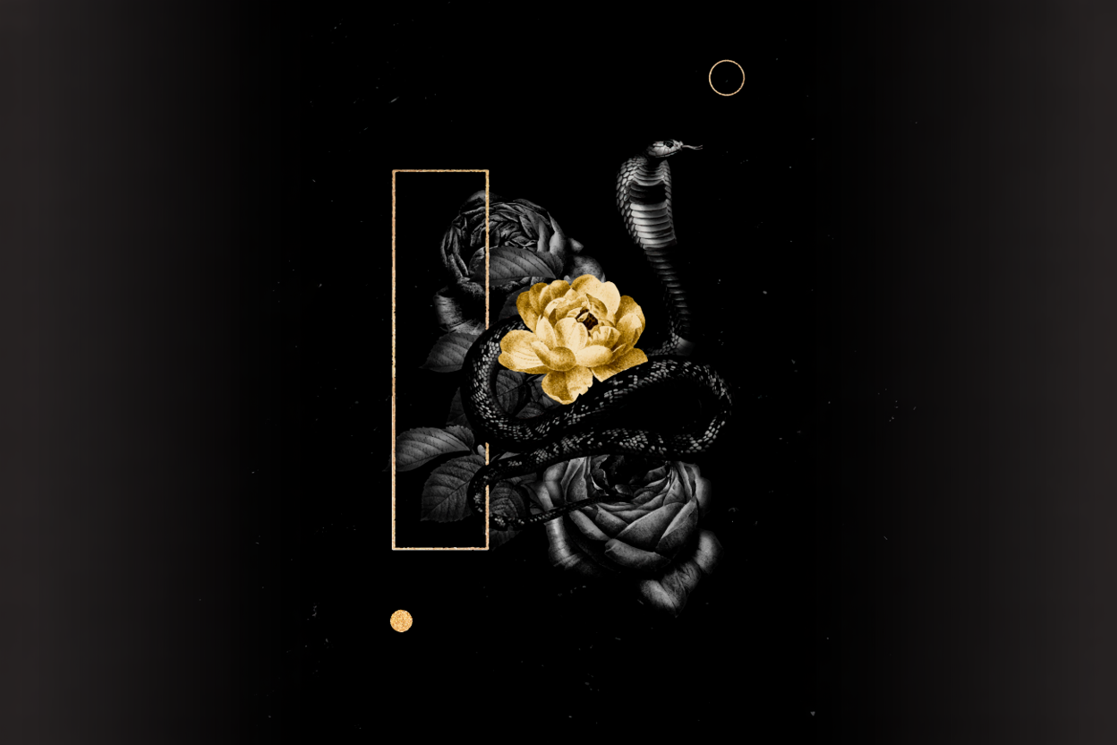 Veneno Dorado – Belleza Que Seduce