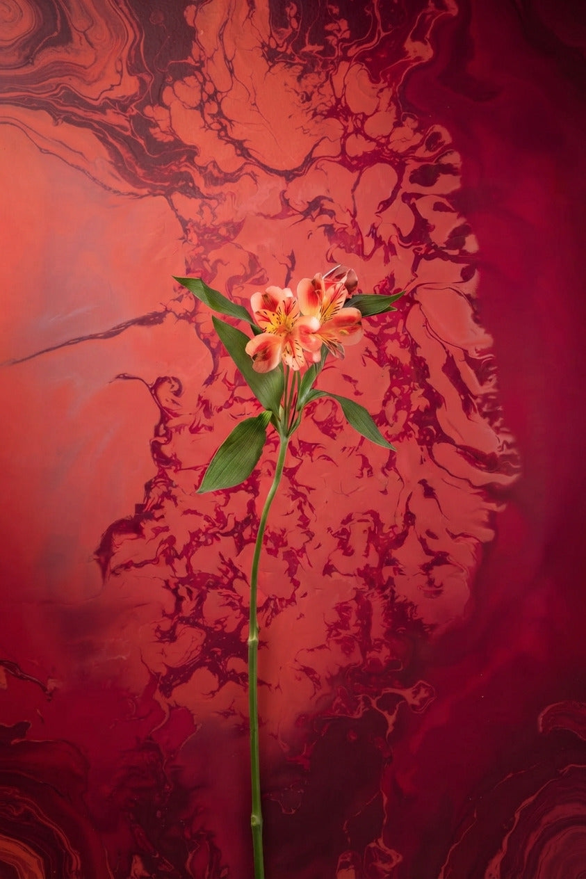 Cuadro Lirio Incandescente – Elegancia Carmesí